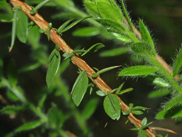 Genista germanica / Bulimacola